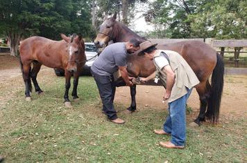 CURSO DE SANIDADE E PRIMEIROS SOCORROS EM EQUINOS