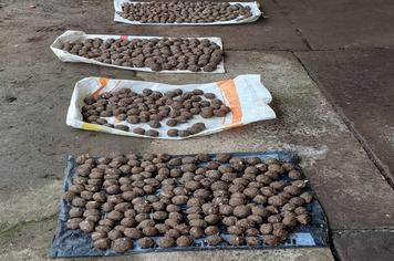 COLHEITA DE SEMENTES E  PRODUÇÃO DE MUDAS NO HORTO MUNICIPAL
