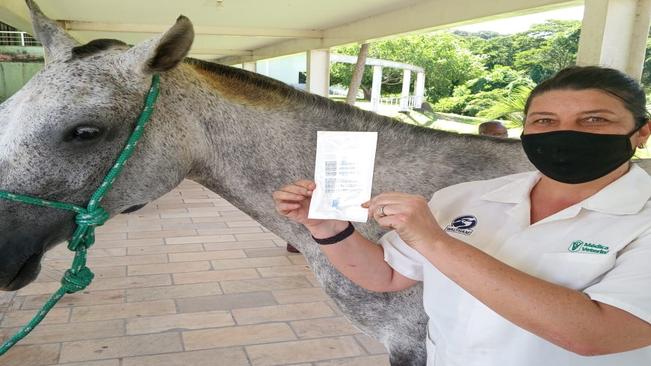 INSPEÇÃO VETERINÁRIA EM ANIMAIS DE CHARRETE